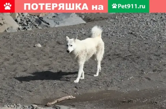 Пропала собака лайка в Норильске, Металлургов 8