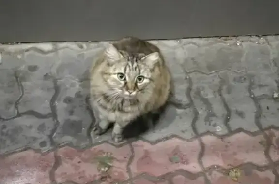 Найдена беременная кошка на ул. Пушкинская 197-199