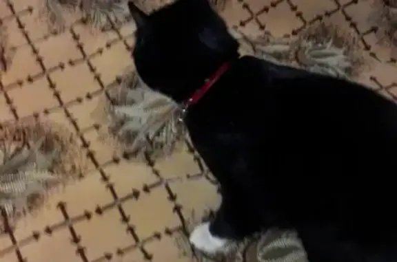 Найдена кошка в Орле на ул. Н-Неман