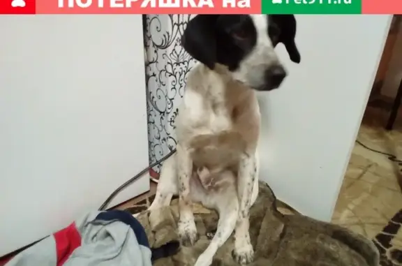 Найден пес на Лысова, Абинский район