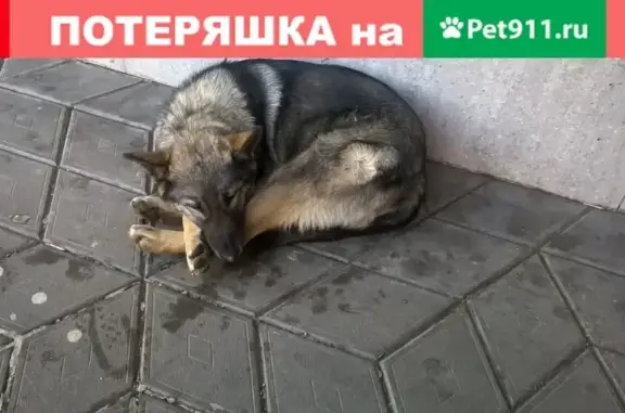 Собака найдена в Тольятти, у магазина, нужен хозяин.