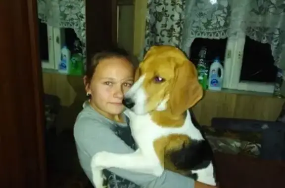 Пропала собака в Егорьевске