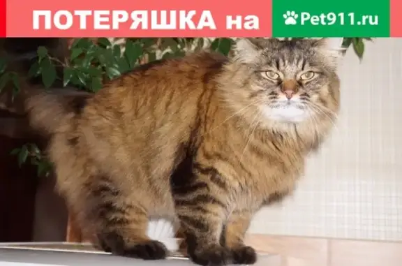Пропал кот Сима на пр. Ленина 5, Ухта
