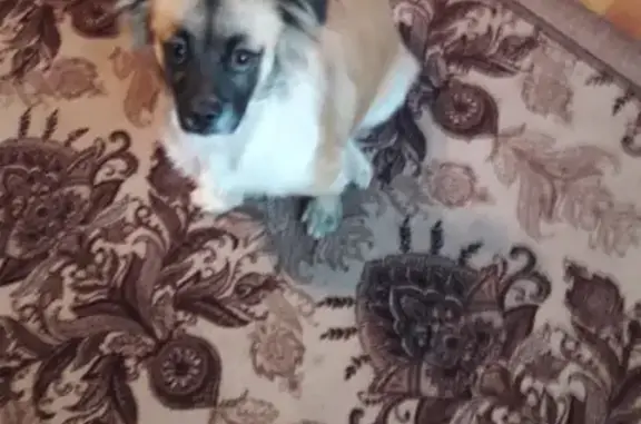 Пропала собака Грей в Боровске, Калужская область