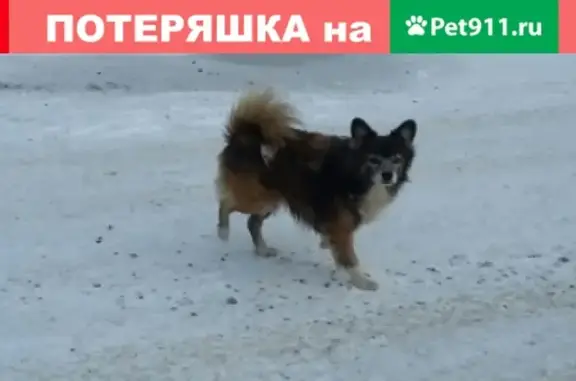 Найдена собака на ул. Королева в Твери