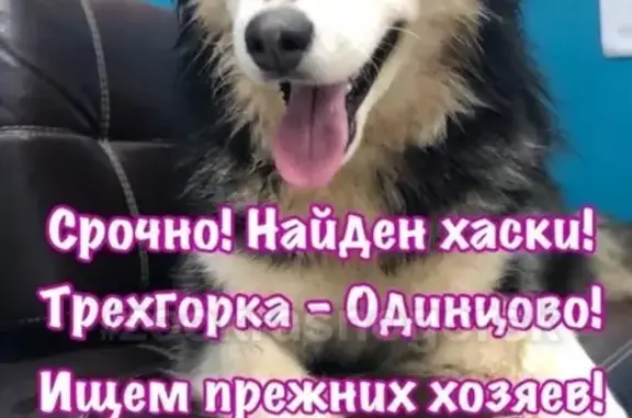 Найдена собака хаски на платформе Трехгорка