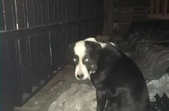 Найдена собака в ошейнике в Центральном округе Москвы