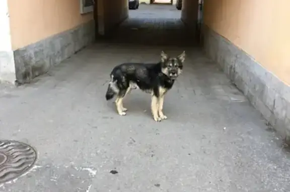 Найдена собака в СПб, Центральный р-н - СРОЧНО!