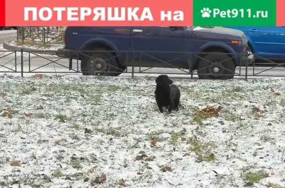 Найдена собака в СПб, ул. Дыбенко