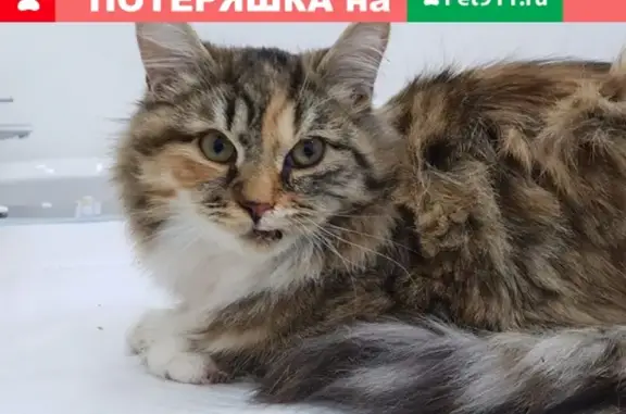Найдена кошка с переломами в Кунцево, Москва