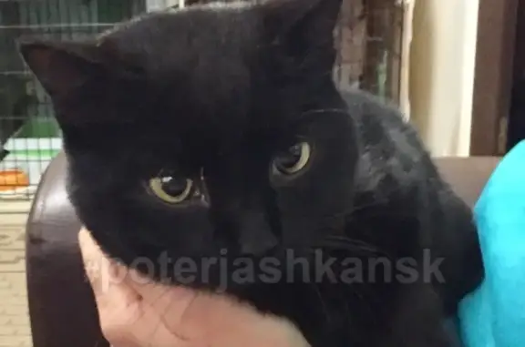 Найдена кошка в Бердске, ищем хозяина!