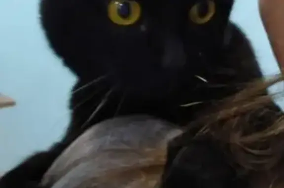 Найден черный кот на улице Титова