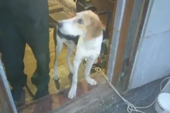 Пропала собака Джек в Сорочинске