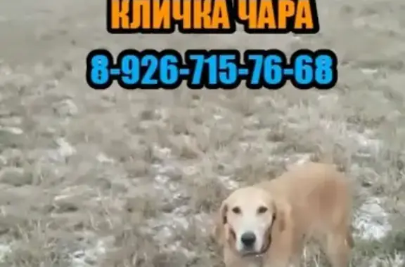 Пропала собака в Домодедовском районе
