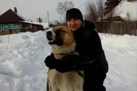 Пропала собака в поселке Кандалеп, Новокузнецкий район