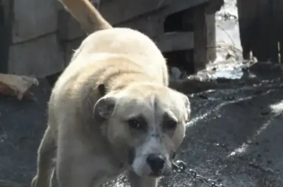 Пропала собака Джек в Назарово, Красноярский край.