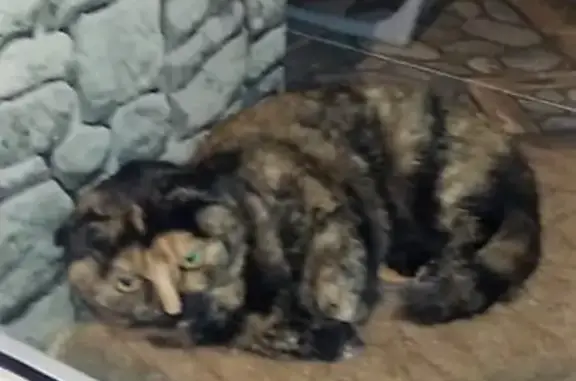 Пропала кошка в Новоалтайске: ищем Марусю, улица Прудская, дом 13