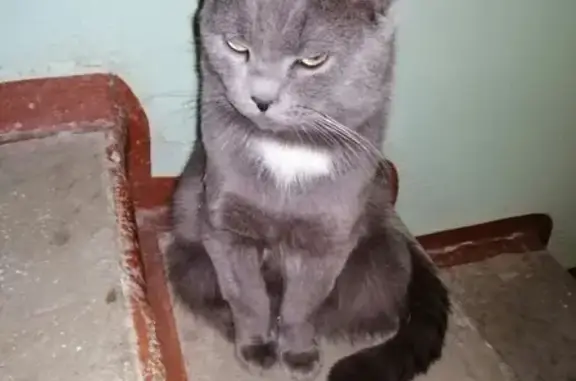 Потерянная кошка на ул. Гагарина в Обнинске