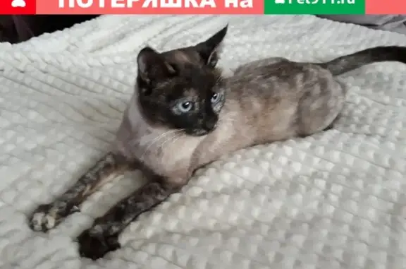 Найдена кошка возле школы искусств в Вязниках