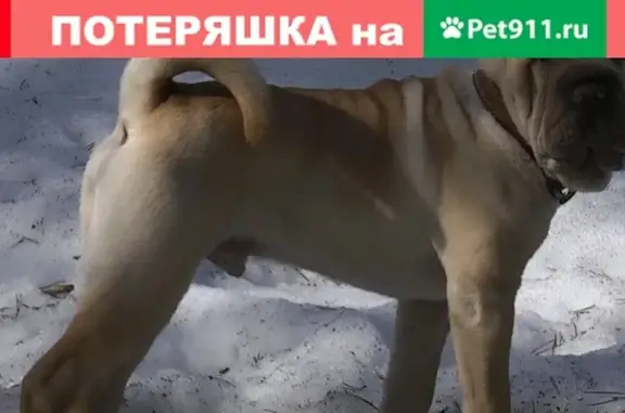 Пропала собака в Соликамске, Пермский край