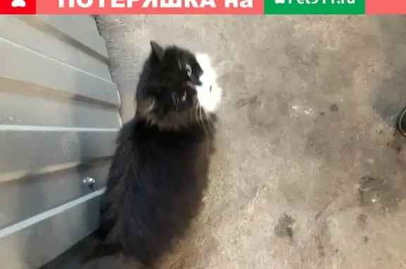 Найдена кошка на Славянской площади