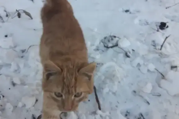 Найдена золотая кошка в Орле