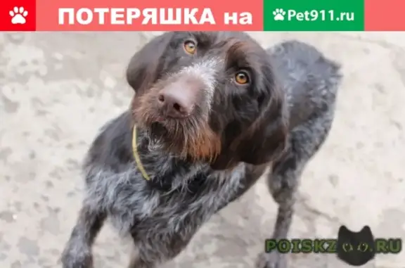 Найдена собака в Покровском, Ростовская обл.