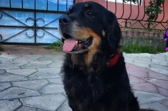 Пропала собака Кузя в Зеленоградске, Калининградская область