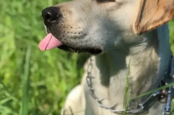 Пропала собака в Сургуте, белый лабрадор