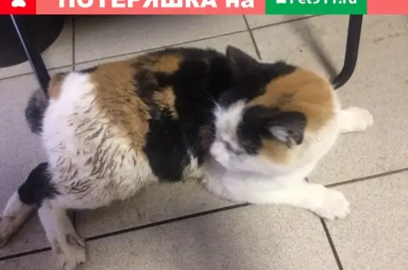Найдена кошка со сломанным тазом на ул. Молодежная, ищем хозяев!
