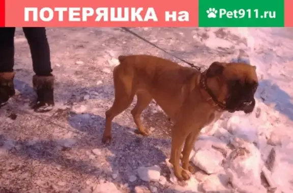 Найдена собака на ул. Алтайской, обращаться к Татьяне (Оренбург)