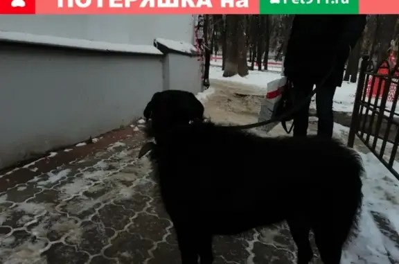 Найдена собака на площади свободы (Нижний Новгород)