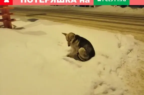 Собака на Пионерском в плохом состоянии, Кемерово