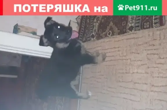 Пропала собака Мишель в Нижнем Новгороде