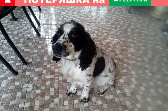 Найдена течная собака в Домодедово, 28.11.2018