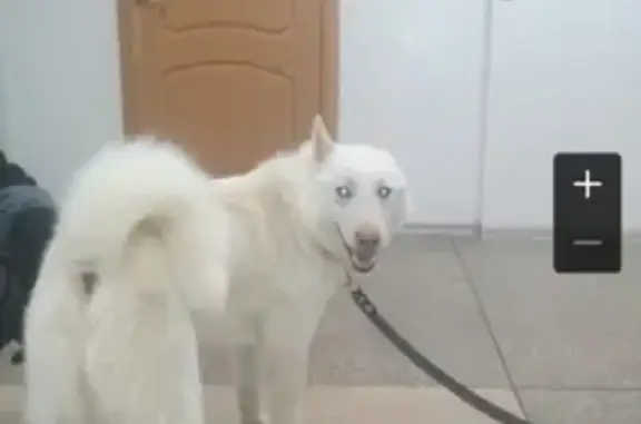 Найдена молодая собака с ошейником в Обнинске