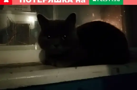 Найдена кошка в подъезде 21 микрорайона в Братске