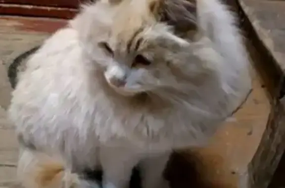 Найдена пушистая кошка в Тюмени