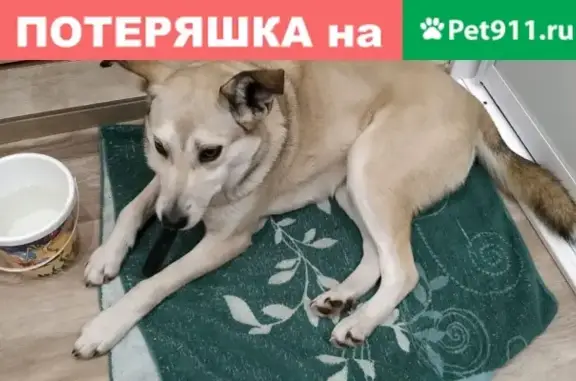Найдена собака на улице Говорова (Томск)