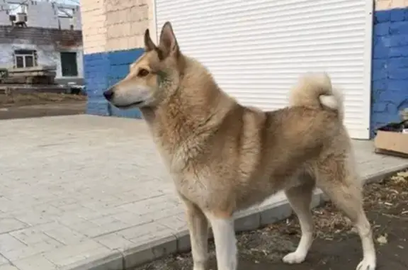 Собаки потеряшки, Нижнетуринский городской округ, фото: Потеряшка собака после аварии в Нижнетуринском городском округе