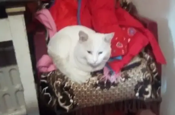 Найдена белая кошка на улице Дружной
