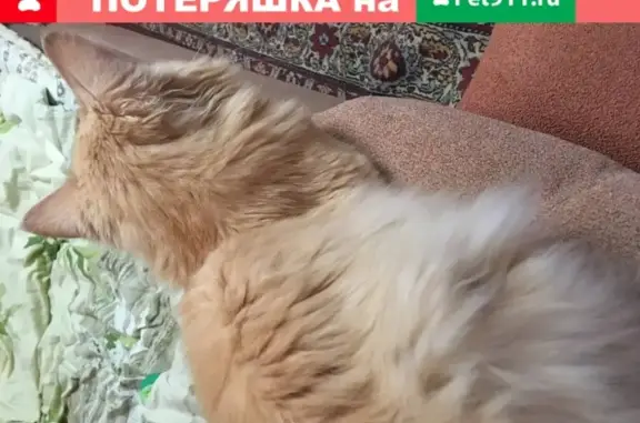 Найдена кошка в Приводино, Архангельская обл.