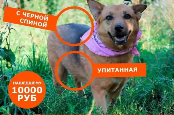 Пропала собака Джекки в Мытищах, Россия