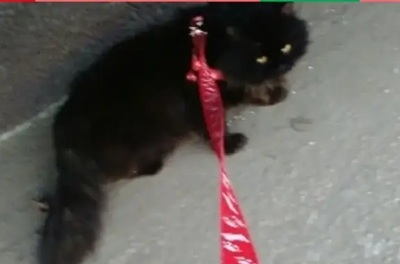 Пропал кот Тишка на ул. Авиаторов, 2 в Абакане