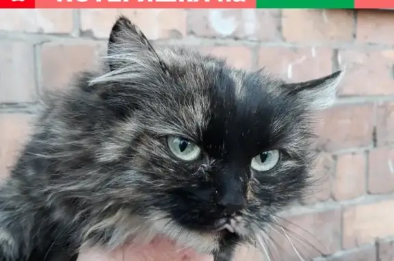 Найдена домашняя кошка на ул. Пушкина, 120
