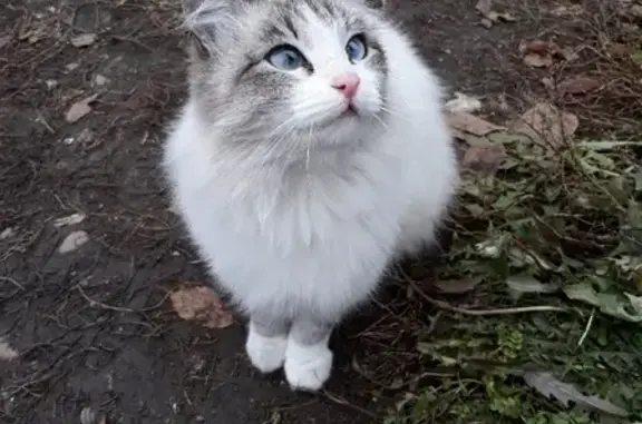 Потерянная кошка на улице Ленинского Комсомола