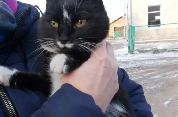 Красивая кошка на ул. Пушкина, 122 в Абакане