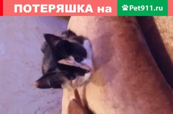 Ласковая кошка на Гаражной улице в Краснодаре