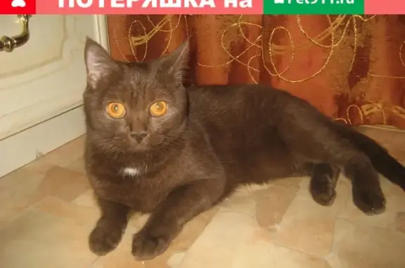 Кошки потеряшки, Быков Отрог, фото: Потеряшка кошка Бетти в селе Быков Отрог, Саратовская область