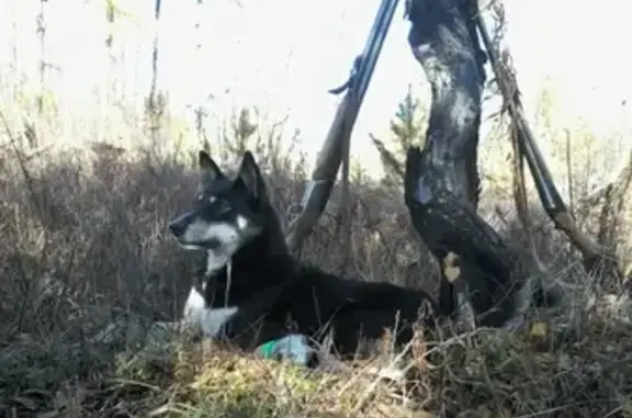 Пропала собака в лесу возле Огоньков в Большом Луге